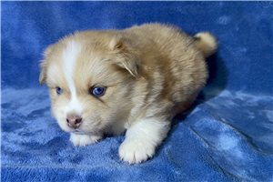 Champ - Pomsky for sale