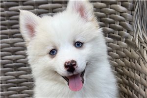 Elena - Pomsky for sale
