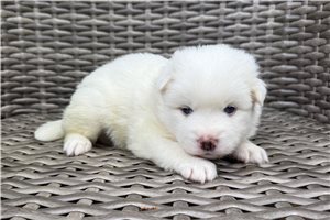 Draco - Pomsky for sale