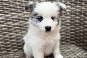 Camden - puppy for sale