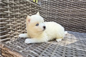Jasper - puppy for sale