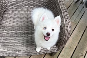 Elmo - Pomsky for sale