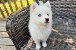 Elmo - Pomsky for sale