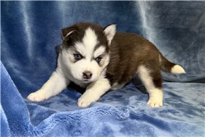 Azure - Pomsky for sale