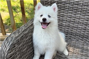 Echo - Pomsky for sale