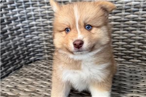 Cecil - puppy for sale