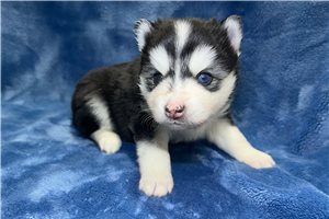 Radar - puppy for sale
