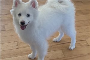 Quatro - Pomsky for sale