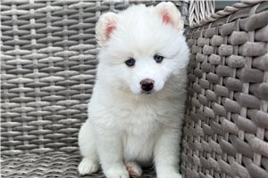 Echo - puppy for sale