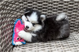 Amethyst - Pomsky for sale