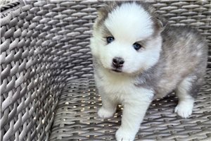 Dante - Pomsky for sale