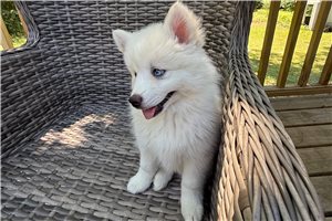 Echo - Pomsky for sale