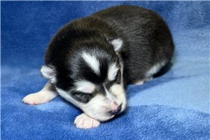 Racer - puppy for sale