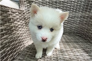 Elena - puppy for sale