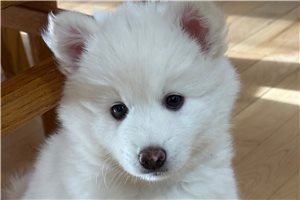 Quibble - puppy for sale