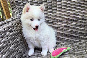 Elena - Pomsky for sale