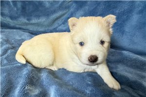 Darlene - puppy for sale