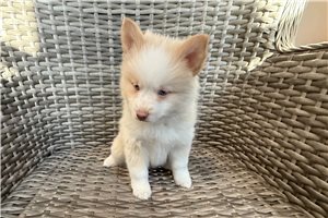 Chad - puppy for sale