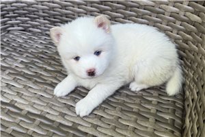 Draco - Pomsky for sale