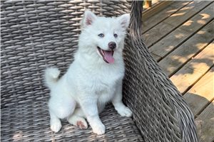 Esme - puppy for sale