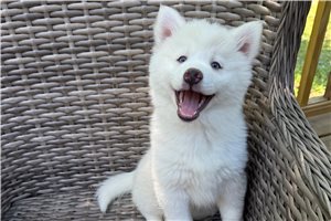 Esme - Pomsky for sale