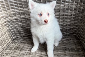 Cameo - puppy for sale