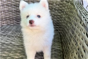 Elmo - Pomsky for sale