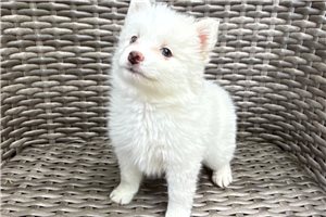 Elmo - puppy for sale