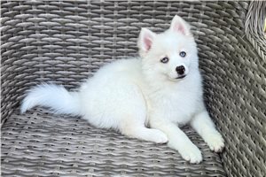 Elena - Pomsky for sale