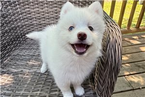 Elmo - Pomsky for sale