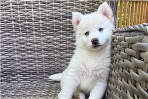 Esme - Pomsky for sale