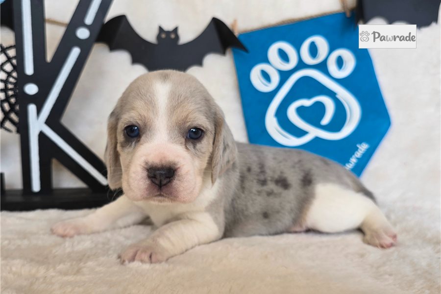 Dolly - Beagle for sale