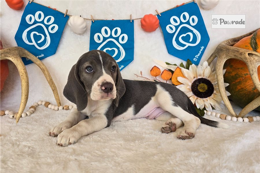 Donald, male Beagle puppy for sale