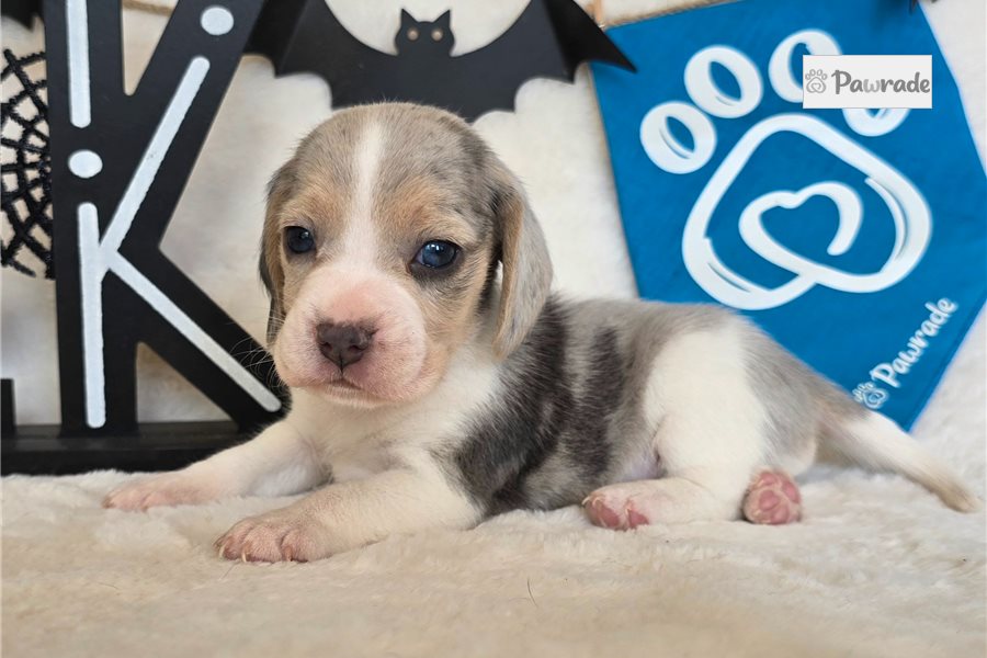 Randy - Beagle for sale
