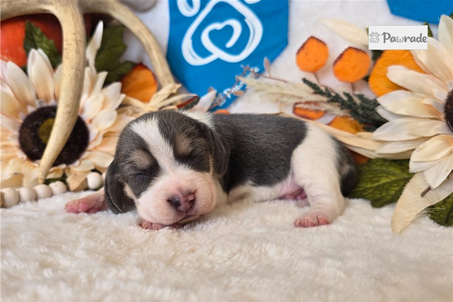Reba, female Beagle puppy for sale