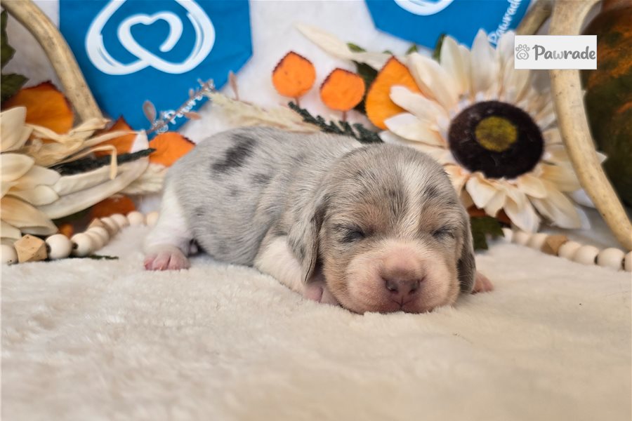 Elvis - Beagle for sale