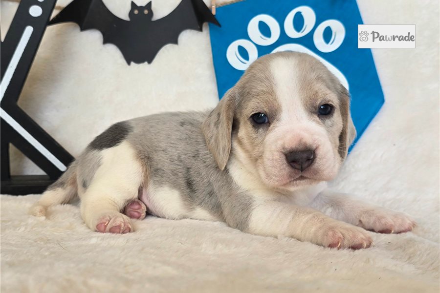 Johnny - Beagle for sale
