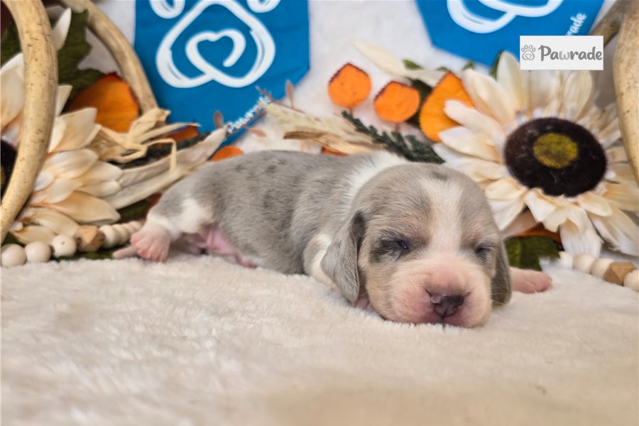 Dolly - Beagle for sale