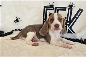 Kurt - puppy for sale