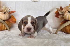 Norma - puppy for sale