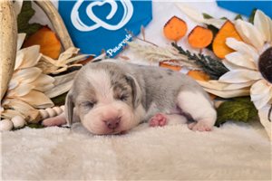 Carrie - Beagle for sale