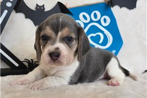 Wynona - Beagle for sale