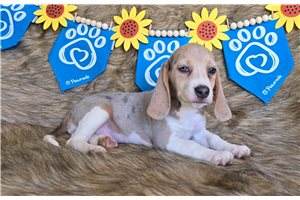 Fawn - puppy for sale