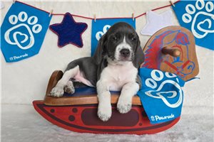 Lacy - Beagle for sale