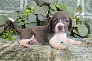 Lacy - Beagle for sale