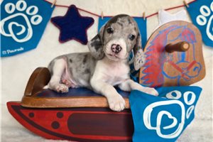 Lawson - Beagle for sale