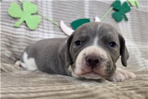 Kennedy - puppy for sale