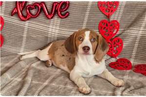 Meredith - Beagle for sale