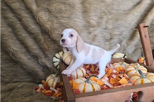 Nyla - Beagle for sale