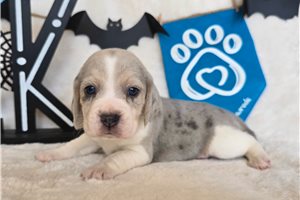 Dolly - Beagle for sale
